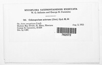 Coleosporium asterum image